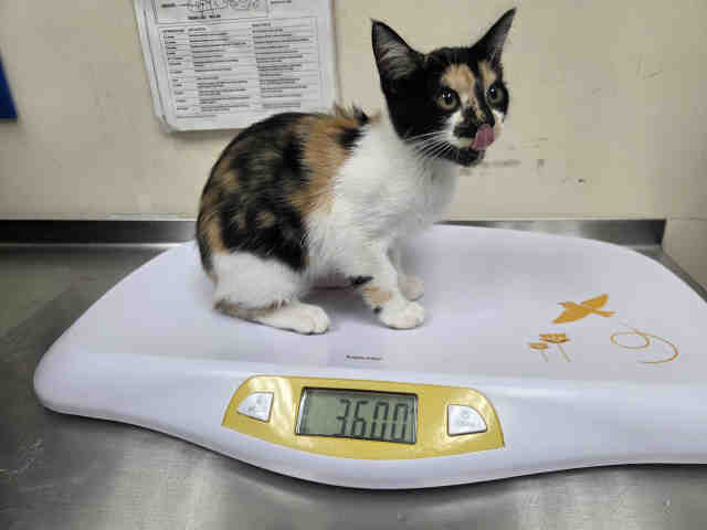Shelter Stray Female Cat last seen DISNEY LN, 2481 Palomar Airport Rd, Carlsbad, CA 92011, USA