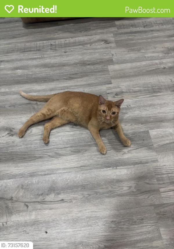 Reunited Male Cat last seen North Belt West, Belleville, IL 62226