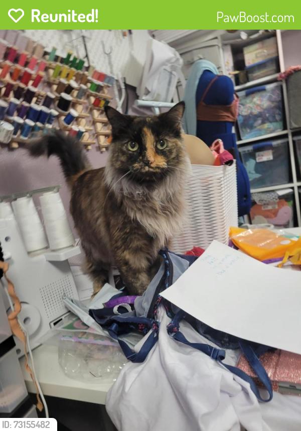 Reunited Female Cat last seen Chambers & Hampden, Aurora, CO 80013