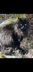 Lost Male Cat last seen Turnstone Way Rocklin Ca, Rocklin, CA 95765