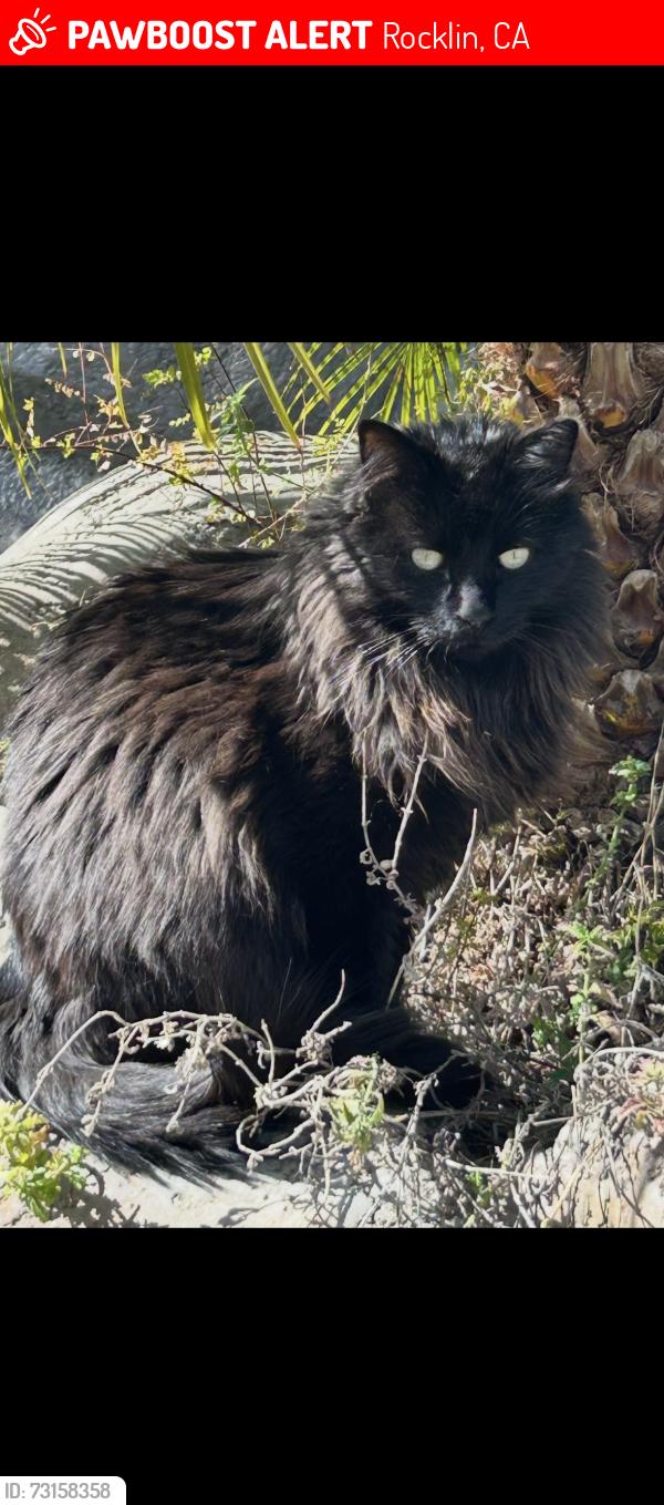 Lost Male Cat last seen Turnstone Way Rocklin Ca, Rocklin, CA 95765