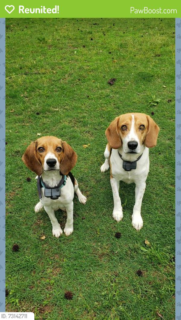 Reunited Unknown Dog last seen Woodwind and Carolina country club rd, Spartanburg, SC 29306