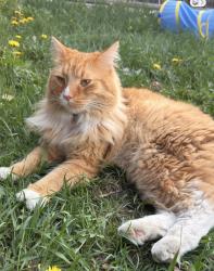 Lost Male Cat last seen Edgemont, Calgary, AB T3A 2P6