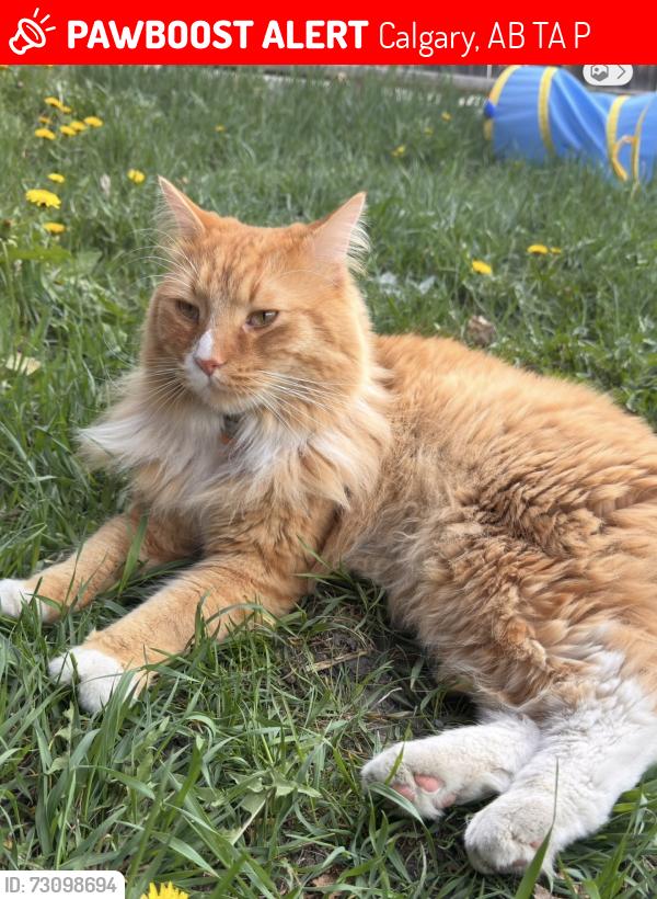 Lost Male Cat last seen Edgemont, Calgary, AB T3A 2P6