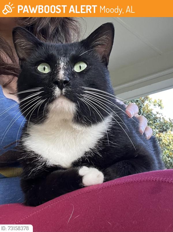 Found/Stray Male Cat last seen Lee Meadows and off County Road 10, Moody, AL 35004