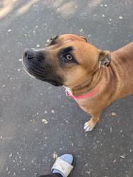 Found/Stray Unknown Dog last seen Rosin court, Sacramento, CA 95834