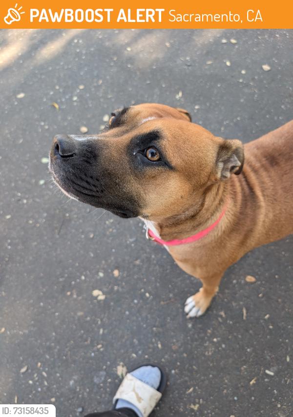 Found/Stray Unknown Dog last seen Rosin court, Sacramento, CA 95834
