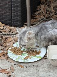 Found/Stray Male Cat last seen Bresnahan and Missy Court, San Antonio, TX 78240