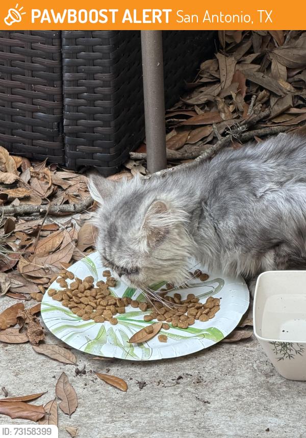 Found/Stray Male Cat last seen Bresnahan and Missy Court, San Antonio, TX 78240