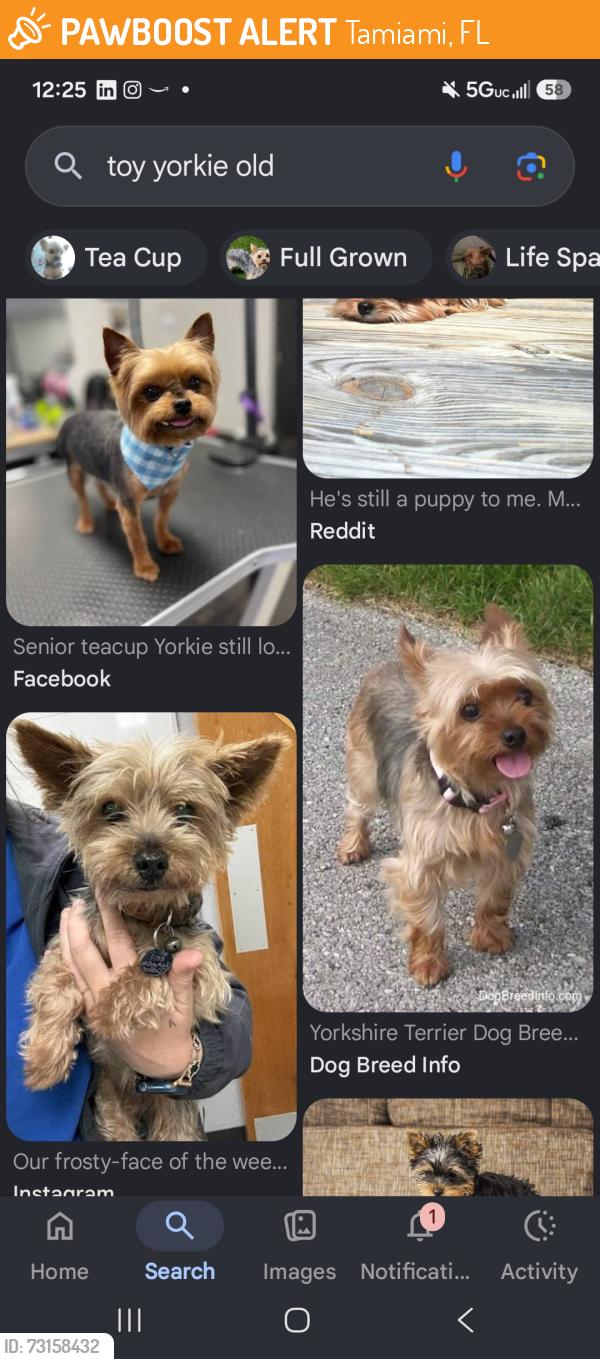 Found/Stray Unknown Dog last seen 121st ave and 34th st, Tamiami, FL 33175