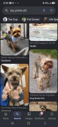 Found/Stray Unknown Dog last seen 121st ave and 34th st, Tamiami, FL 33175