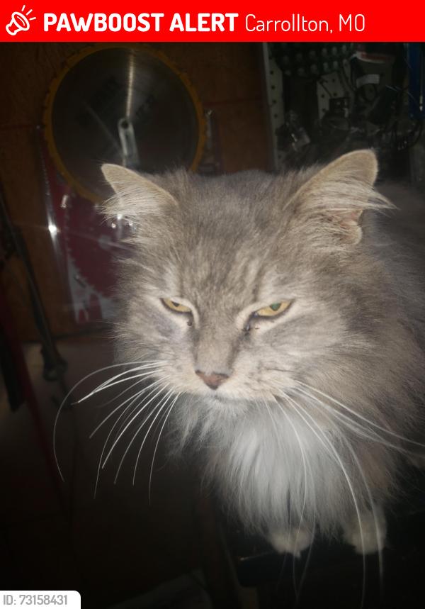 Lost Female Cat last seen Near north Leslie street carrollton mo, Carrollton, MO 64633