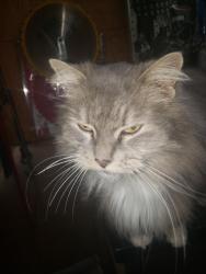 Lost Female Cat last seen Near north Leslie street carrollton mo, Carrollton, MO 64633
