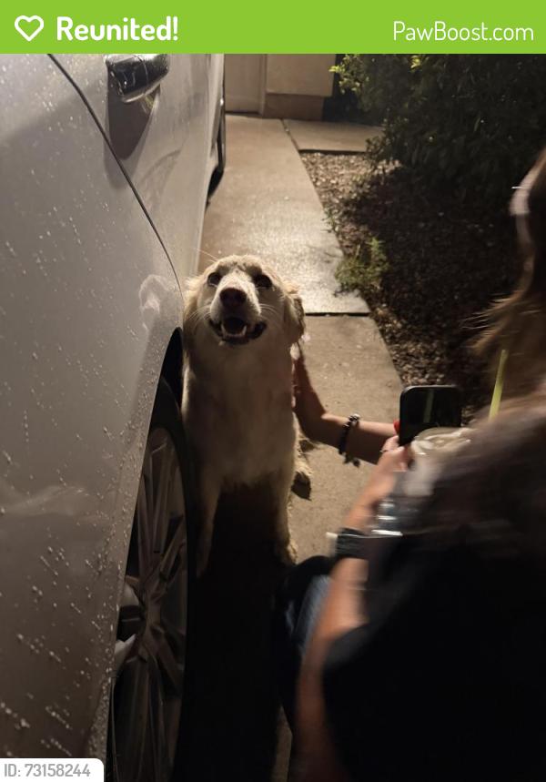 Reunited Male Dog last seen Near lone River trail, Albuquerque, NM 87121
