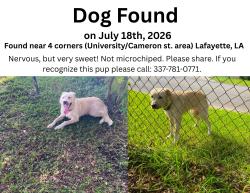 Found/Stray Unknown Dog last seen Near 4 Corners (University and Cameron st.), Lafayette, LA 70506