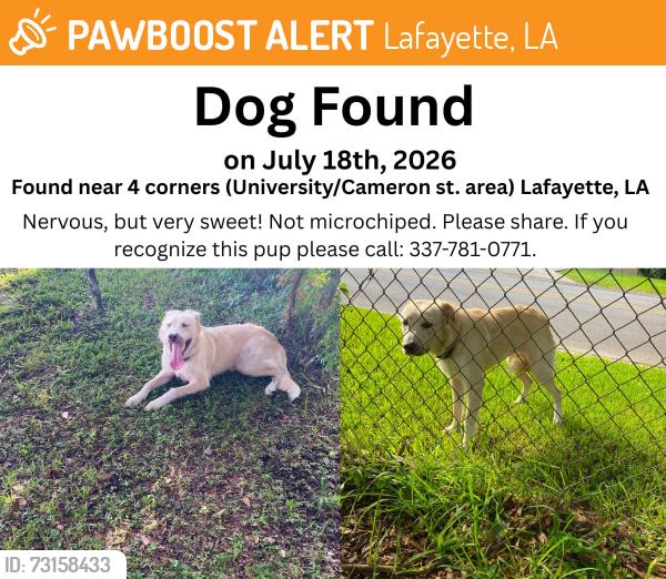 Found/Stray Unknown Dog last seen Near 4 Corners (University and Cameron st.), Lafayette, LA 70506