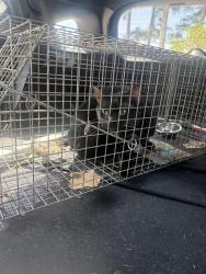 Reunited Female Cat last seen Arches on the Lake building D, Athens, GA 30605