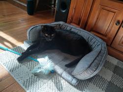 Lost Male Cat last seen ELM St and Pleasant St, Worcester, MA 01609