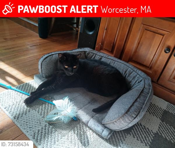 Lost Male Cat last seen ELM St and Pleasant St, Worcester, MA 01609
