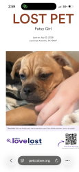 Lost Female Dog last seen Nw 17th and Travis, Amarillo, TX 79107