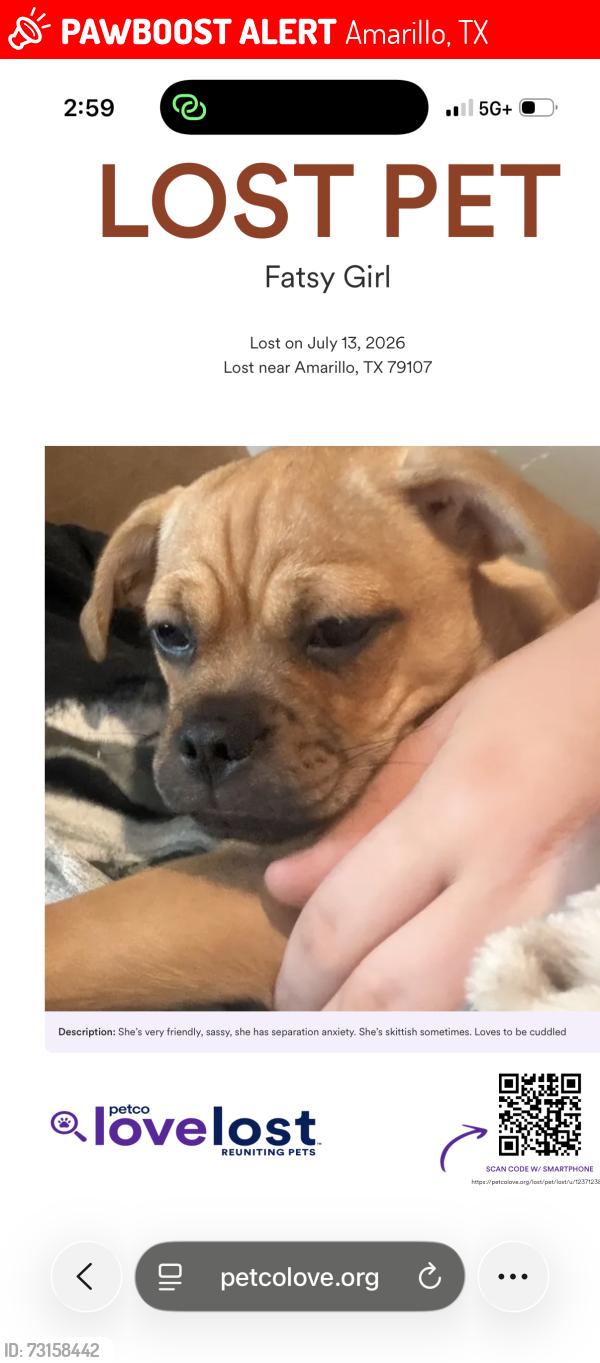 Lost Female Dog last seen Nw 17th and Travis, Amarillo, TX 79107