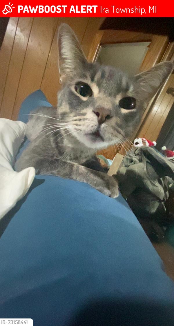 Lost Male Cat last seen New baltimore, Ira Township, MI 48023