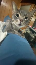 Lost Male Cat last seen New baltimore, Ira Township, MI 48023