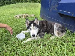 Found/Stray Male Dog last seen 124ave and 104st, Miami, FL 33186