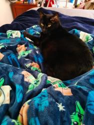 Lost Female Cat last seen Near, Mathews, VA 23109
