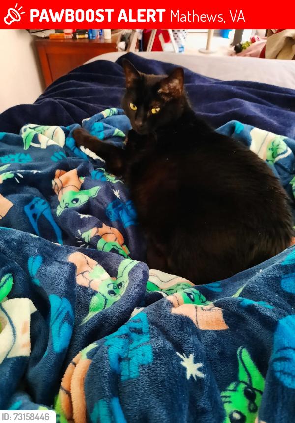 Lost Female Cat last seen Near, Mathews, VA 23109