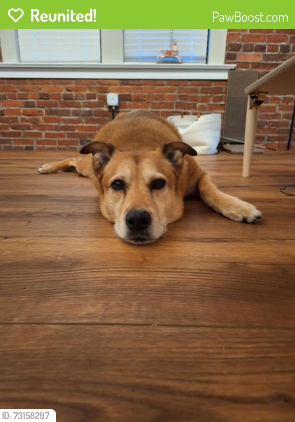Reunited Female Dog last seen Near Oak St, Jersey City, NJ 07304, USA, Jersey City, NJ 07304