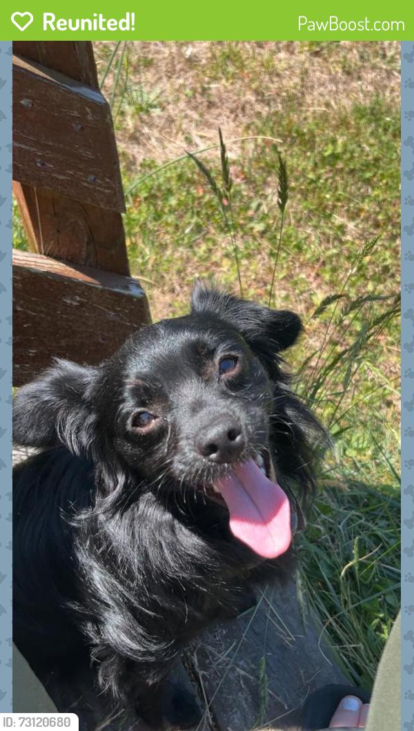 Reunited Male Dog last seen On Wilkinson Boulevard near gas station Burger King area has a dog collar on him with lease attached that’s black name tag with proper address number is wrong on the dog tag, Cramerton, NC 28032