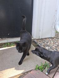 Found/Stray Unknown Cat last seen Bailey, Garfield, Rice street, Sioux Falls, SD 57104