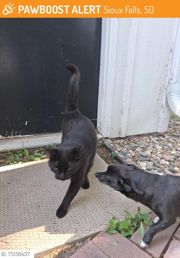 Found/Stray Unknown Cat last seen Bailey, Garfield, Rice street, Sioux Falls, SD 57104