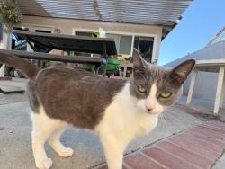 Lost Female Cat last seen Lilly King Park, Santa Ana, CA 92707