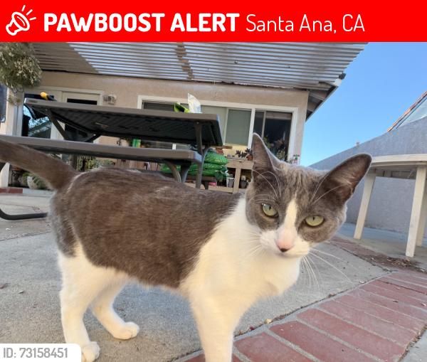Lost Female Cat last seen Lilly King Park, Santa Ana, CA 92707