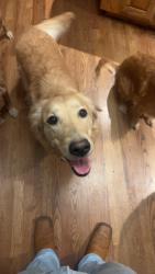 Reunited Female Dog last seen Shawnee, KS, USA, Shawnee, KS 66203
