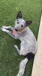 Found/Stray Male Dog last seen Lamb and Lakemead, Sunrise Manor, NV 89115
