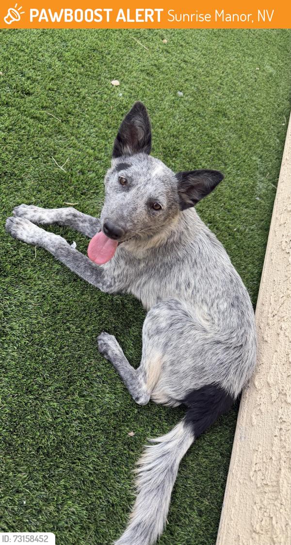 Found/Stray Male Dog last seen Lamb and Lakemead, Sunrise Manor, NV 89115