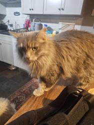 Lost Male Cat last seen Johnson siding area, Rapid City, SD 57702
