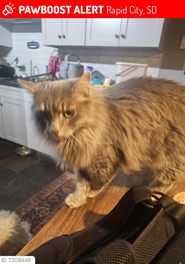Lost Male Cat last seen Johnson siding area, Rapid City, SD 57702
