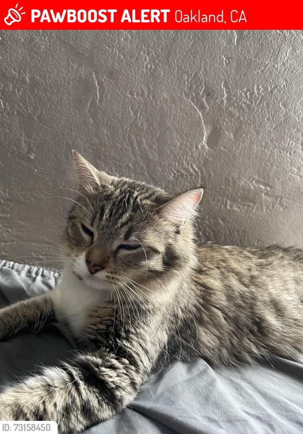 Lost Female Cat last seen Bancroft ave, Oakland, CA 94603