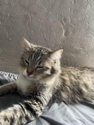 Lost Female Cat last seen Bancroft ave, Oakland, CA 94603