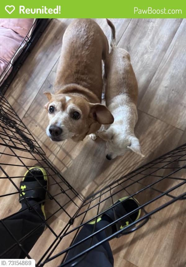 Reunited Female Dog last seen Near Tropicana Dr, Suwanee, GA 30024, USA, Suwanee, GA 30024