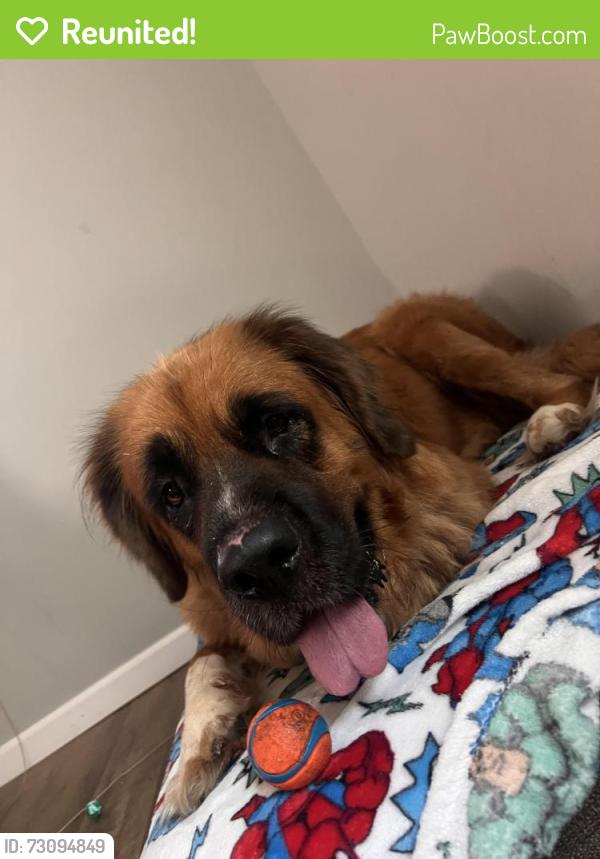 Reunited Female Dog last seen Cedarbrook dr, Danville, VA 24541