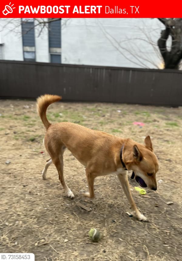 Lost Female Dog last seen Riverside and Bonnieview road, Dallas, TX 75241