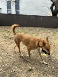 Lost Female Dog last seen Riverside and Bonnieview road, Dallas, TX 75241