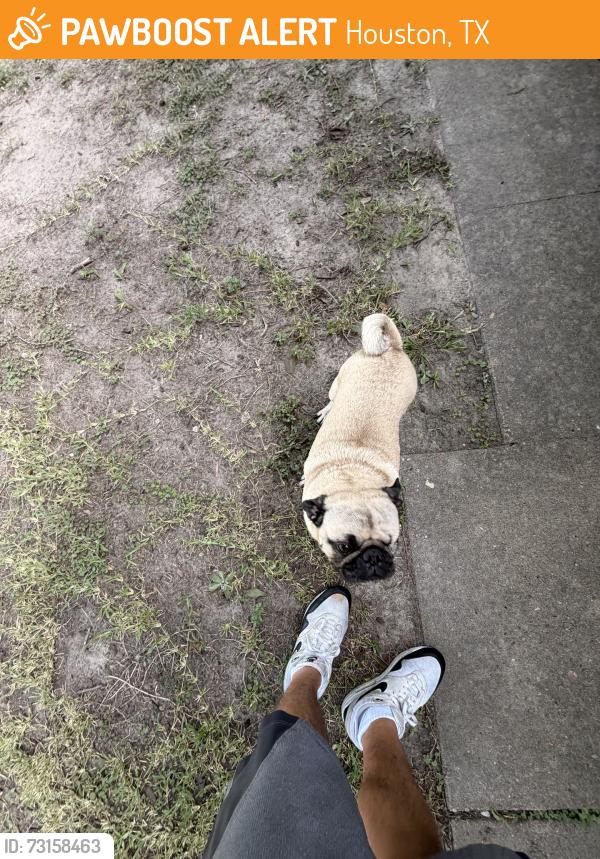 Found/Stray Male Dog last seen Heb, Houston, TX 77080