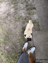 Found/Stray Male Dog last seen Heb, Houston, TX 77080