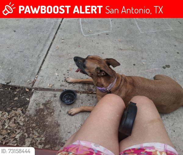 Lost Female Dog last seen Laurel Bend, San Antonio, TX 78250